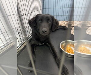 Borador Dogs for adoption in Evansville, IN, USA