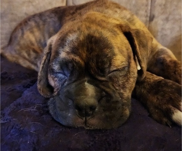Medium Photo #6 Boxer Puppy For Sale in EAST LONGMEADOW, MA, USA