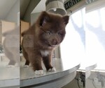Small Photo #25 Pomsky Puppy For Sale in RAMSEY, MN, USA