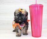 Small Photo #8 Shorkie Tzu Puppy For Sale in LAS VEGAS, NV, USA