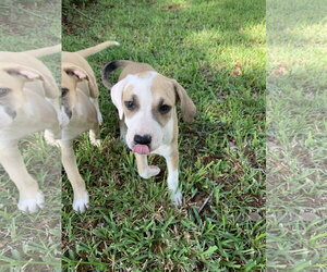 Labrador Retriever-Unknown Mix Dogs for adoption in The Woodlands, TX, USA
