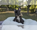 Puppy Lilo French Bulldog