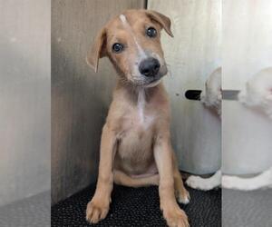 Labrador Retriever-Unknown Mix Dogs for adoption in San Antonio, TX, USA