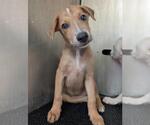Small Labrador Retriever Mix