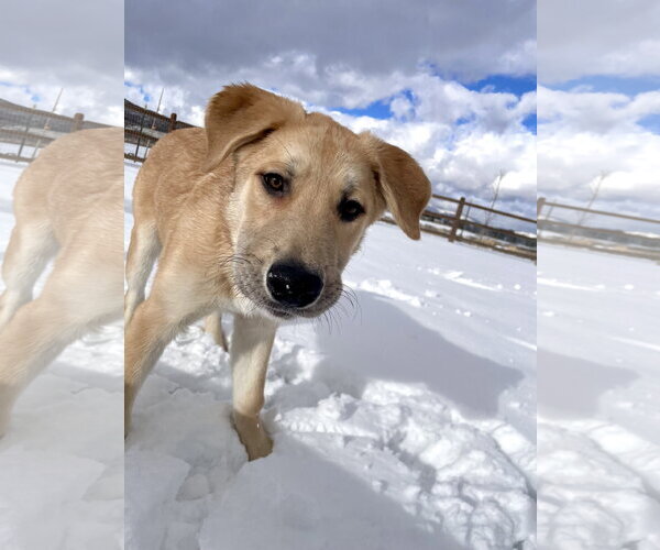 Medium Photo #2 German Shepherd Dog-Great Pyrenees Mix Puppy For Sale in Bountiful, UT, USA