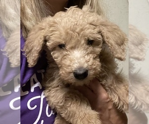 View Ad: Goldendoodle Litter of Puppies for Sale near California ...