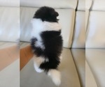Small #4 Pomeranian