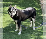 Small #1 Huskies -Shiba Inu Mix