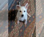 Small #3 Huskies  Mix