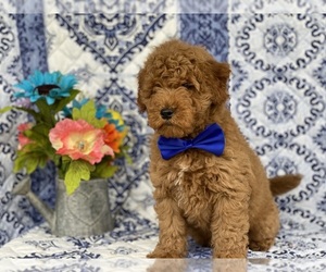 Goldendoodle (Miniature) Puppy for sale in LANCASTER, PA, USA