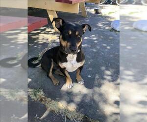 American Pit Bull Terrier-Dachshund Mix Dogs for adoption in Tracy, CA, USA