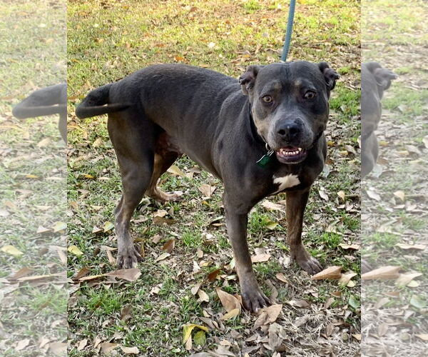 Medium Photo #2 American Pit Bull Terrier-Unknown Mix Puppy For Sale in Oakhurst, NJ, USA