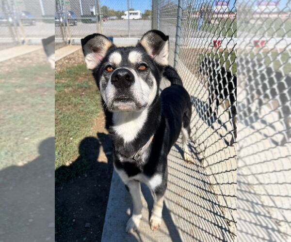 Medium Photo #5 Huskies -Unknown Mix Puppy For Sale in Pierceton , IN, USA