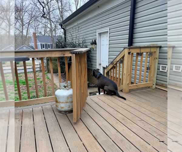 Medium Photo #7 American Staffordshire Terrier-Bullmastiff Mix Puppy For Sale in Holly Springs, NC, USA