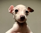 Small Photo #8 Italian Greyhound Puppy For Sale in BROOKLYN, NY, USA