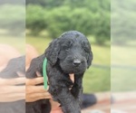Small Photo #4 Labradoodle-Labrador Retriever Mix Puppy For Sale in CANTON, SD, USA