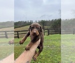 Small #11 Doberman Pinscher
