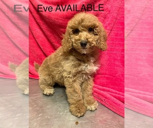 Goldendoodle (Miniature) Puppy for sale in DAYTON, VA, USA