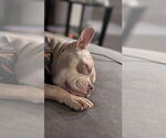Small #17 American Bulldog Mix