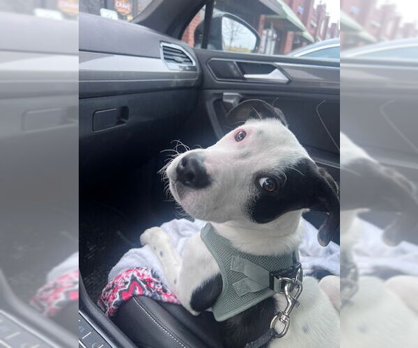 Medium Photo #3 Mutt Puppy For Sale in Plainfield, IL, USA