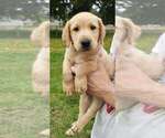 Small #1 Labrador Retriever