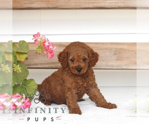 Poodle (Miniature) Puppy for sale in GAP, PA, USA