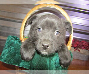 Australian Cattle Dog-German Shepherd Dog Mix Puppy for sale in STURGIS, MI, USA