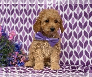 Cavapoo Puppy for sale in LANCASTER, PA, USA