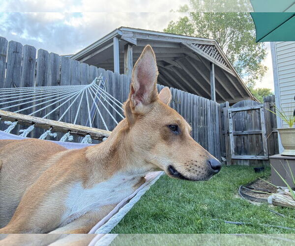 Medium Photo #3 Basenji-Unknown Mix Puppy For Sale in Coldwater, MI, USA