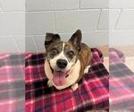 ANNABELLE - Female Bulldog-Cardigan Welsh Corgi Mix Dog for Adoption - Small photo
