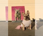 Small Photo #1 French Bulldog Puppy For Sale in SALINAS, CA, USA