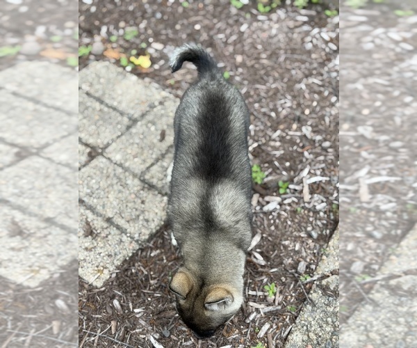 Medium Photo #11 Alaskan Klee Kai-Pomsky Mix Puppy For Sale in ATHENS, WI, USA