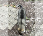Small #10 Alaskan Klee Kai-Pomsky Mix