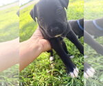 Small #2 Labrador Retriever Mix