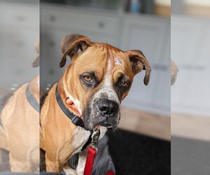 Big Bruno - Male Bullmastiff-Unknown Mix Dog for Adoption - Photo #3