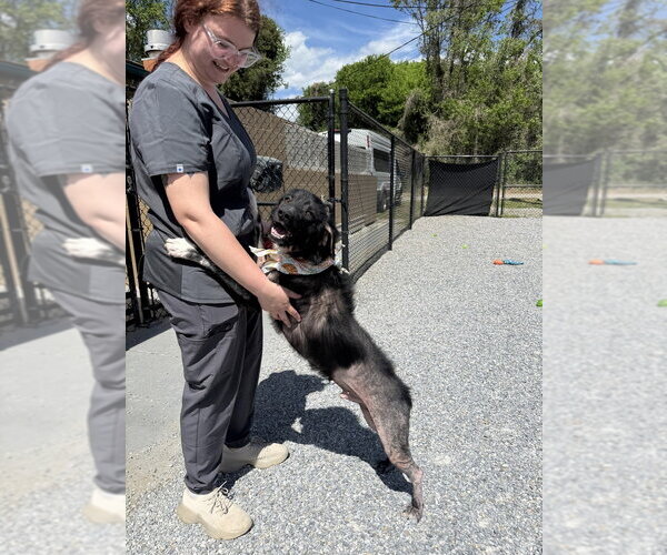 Medium Photo #1 Mutt Puppy For Sale in Elmsford, NY, USA