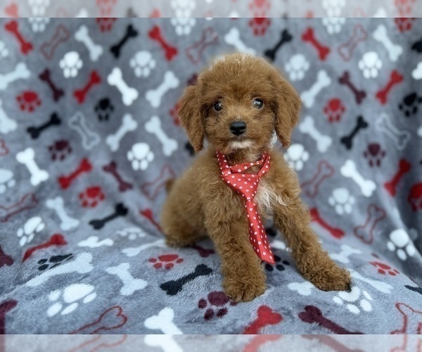 Medium Photo #6 Cock-A-Poo Puppy For Sale in LAKELAND, FL, USA