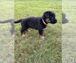 Small Photo #13 German Shepherd Dog Puppy For Sale in SENECA, SC, USA