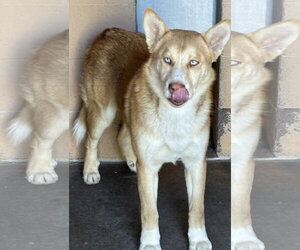 Valkyrie - Male Siberian Husky-Unknown Mix Dog for Adoption - Photo #2
