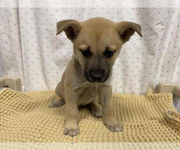 Medium Photo #1 German Shepherd Dog Puppy For Sale in Modesto, CA, USA