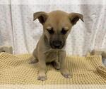 Small German Shepherd Dog