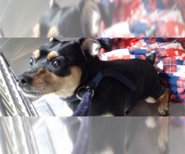 Medium Photo #1 Miniature Pinscher Puppy For Sale in Downey, CA, USA