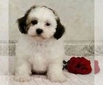 Small Zuchon