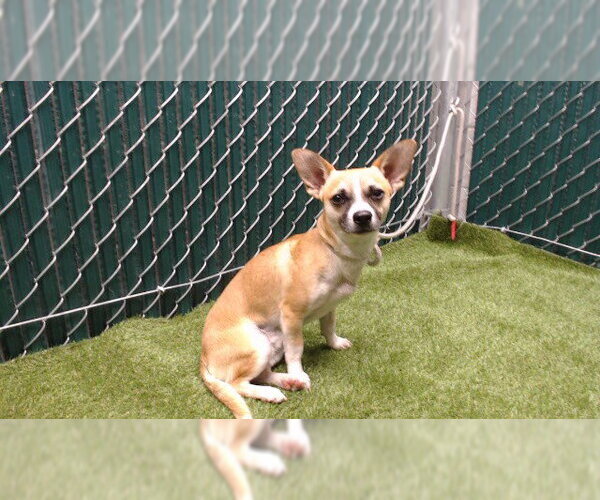 Medium Photo #1 Chihuahua Puppy For Sale in Downey, CA, USA
