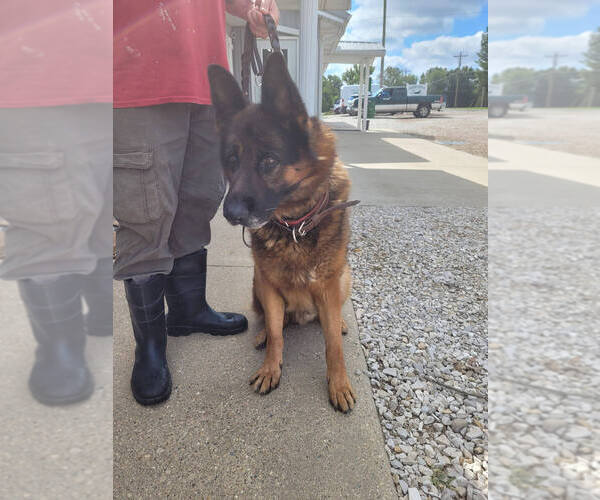 Medium Photo #1 German Shepherd Dog Puppy For Sale in Linton, IN, USA