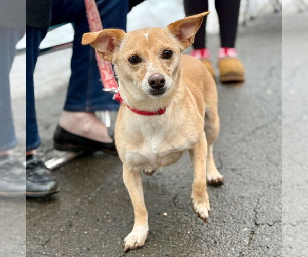 Medium Photo #3 Chihuahua-Unknown Mix Puppy For Sale in Canton, CT, USA