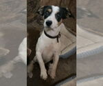 Small #2 Jack Russell Terrier-Wheaten Terrier Mix