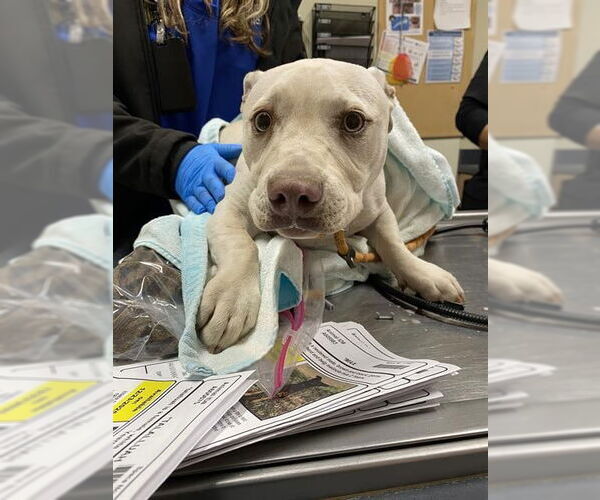 Medium Photo #1 Chihuahua-Unknown Mix Puppy For Sale in Modesto, CA, USA