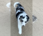 Small #22 Shetland Sheepdog