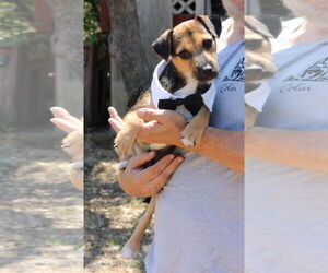 Jack-Rat Terrier Dogs for adoption in Bandera, TX, USA